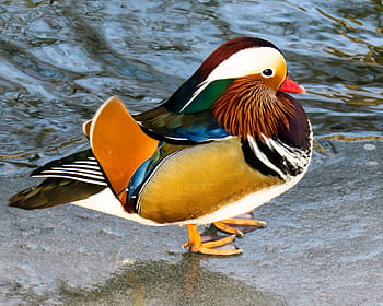 8 Colorful Facts About Mandarin Ducks