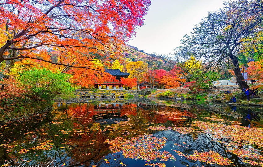 Autunno coreano, autunno della Corea del Sud Sfondo HD