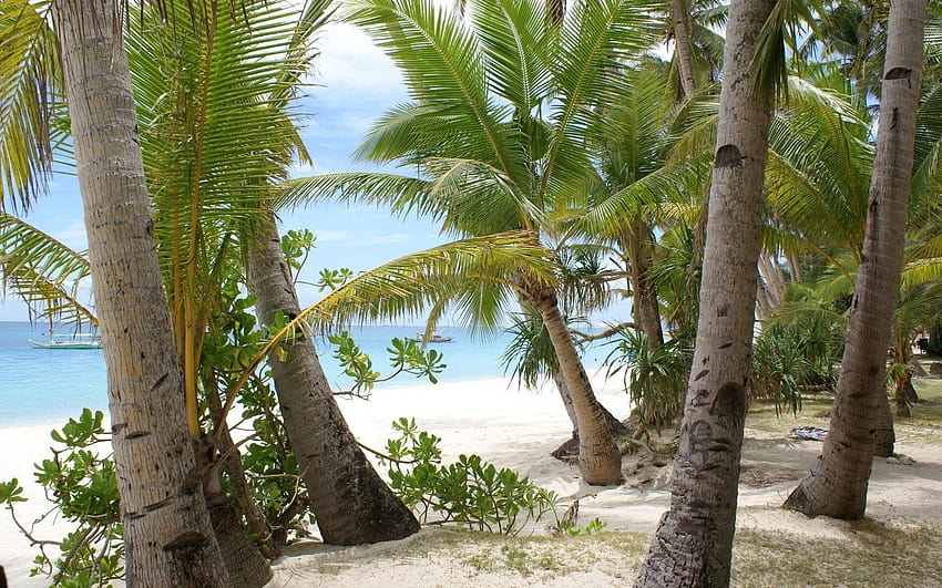 Best Coconut Trees at Beach HD wallpaper | Pxfuel