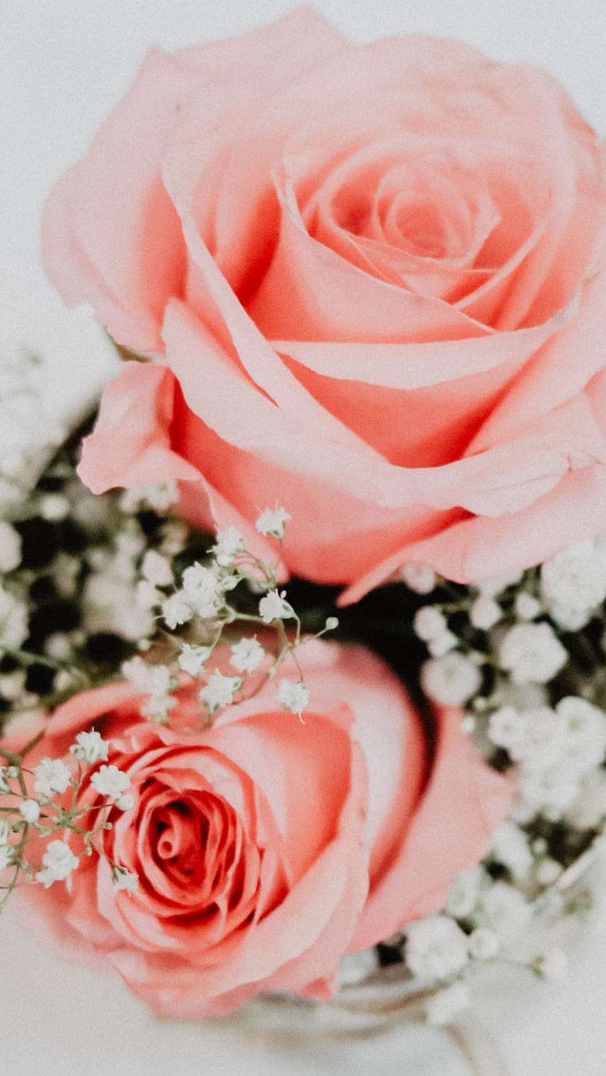 Dua bunga mawar merah muda , kelopak, lay datar, daun, daun, karangan bunga • Untuk Anda Untuk & Seluler, kelopak bunga mawar merah muda muda wallpaper ponsel HD