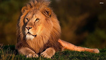 Page 25 | lion lions animal HD wallpapers | Pxfuel