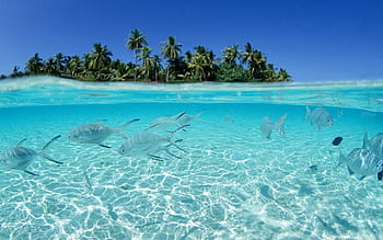 Saltwater Fishing gets me HYPED!!! Beach Fishing in the Bahamas 