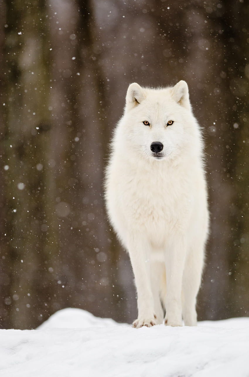 Arctic Wolf, arctic wolves HD phone wallpaper