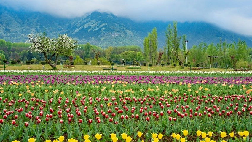 Stunning of Asia's Largest Tulip Garden To Brighten Up Your Day, indira gandhi tulip garden HD wallpaper