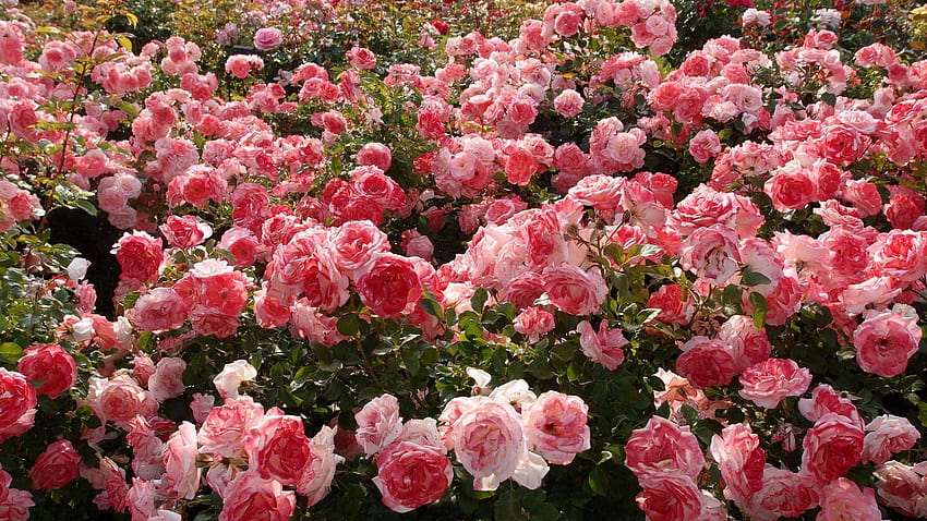 Alam bunga suasana hati yang indah taman mawar merah muda, taman mawar yang indah Wallpaper HD