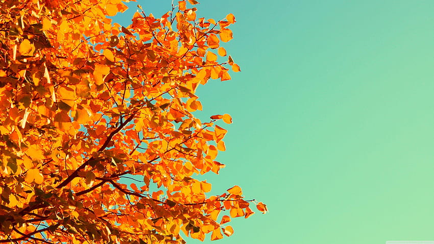 Cute Fall Autumn Colours ❤ สีน่ารัก วอลล์เปเปอร์ HD