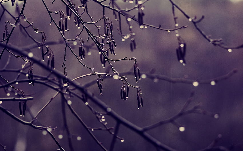 branch, tree, drops, rain, weather, Cloudy, color, sorrow, autumn, rainy weather HD wallpaper