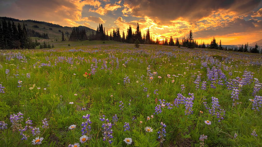 Meadow Screensaver, springtime meadow HD wallpaper