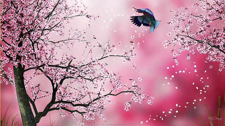 11673) Cherry Blossom Tree, japanese pink tree HD wallpaper