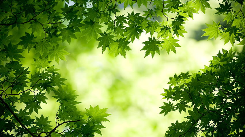The 10 Nature Green Color, protezione per gli occhi Sfondo HD