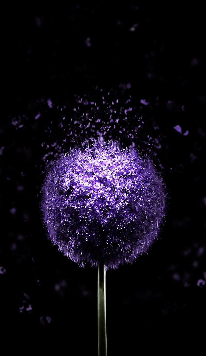 Violet Flower AMOLED – Amoled, super amoled HD phone wallpaper