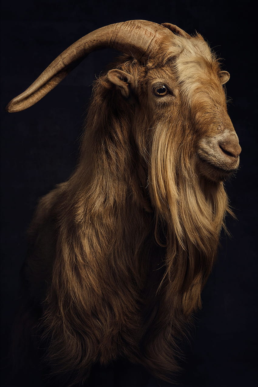 do messi,goats,goat,feral goat,horn,cow goat family,goat antelope,livestock,wildlife,liver,fur HD phone wallpaper