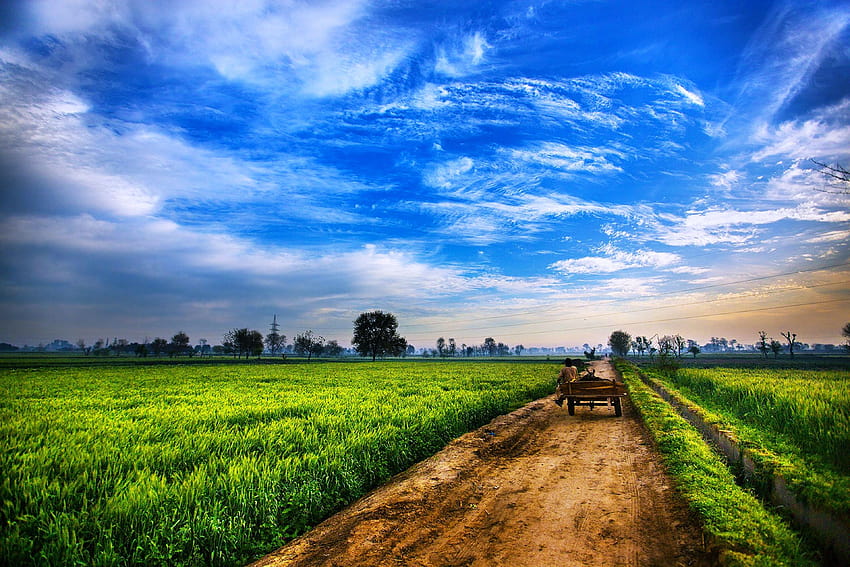 indyjskie rolnictwo Tapeta HD