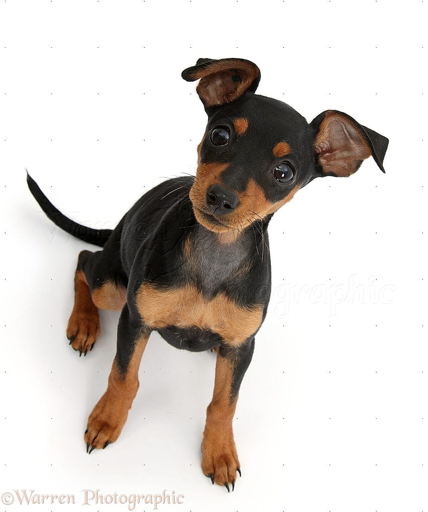 Dog: Miniature Pinscher puppy WP37870 HD phone wallpaper