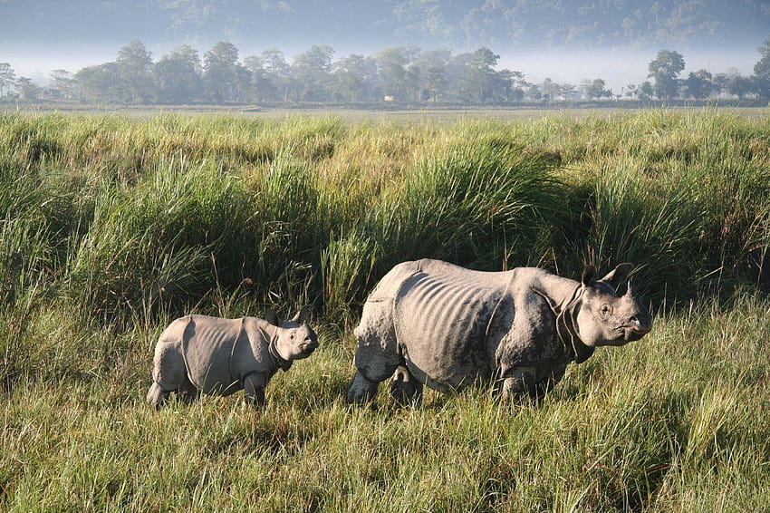 Panduan Perjalanan Taman Nasional Kaziranga, taman nasional manas Wallpaper HD