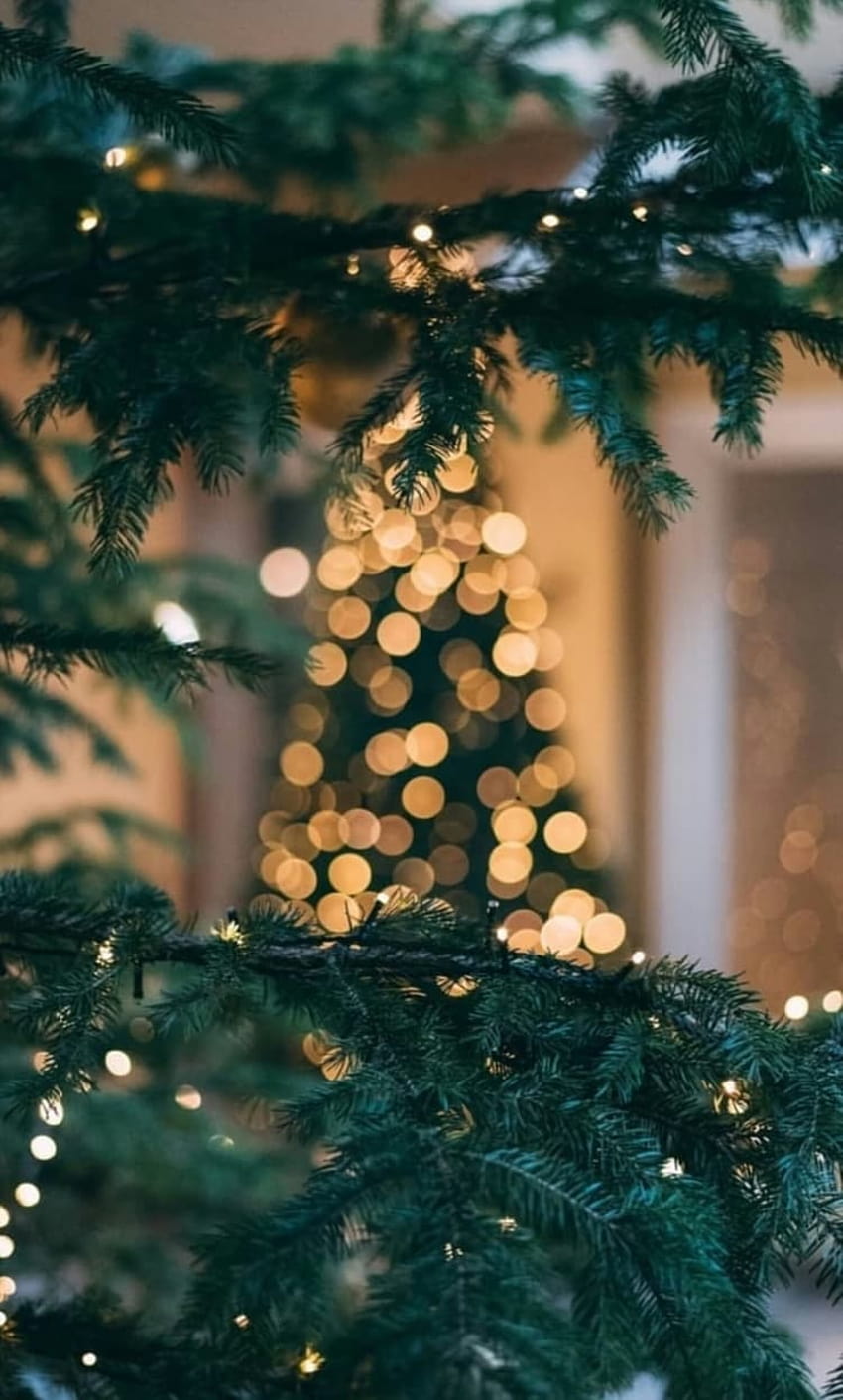 Christmas Tree Aesthetic, christmas aesthetic green HD phone wallpaper ...