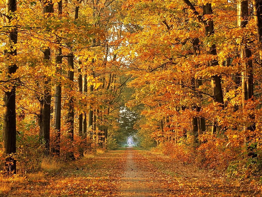 Trees, Background, October, Avenue, Leaf, Way, Fall Autumn, autumn avenue HD wallpaper