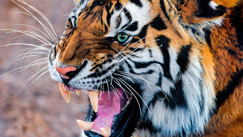 호랑이, 동물 / 야생: 호랑이, 으르렁거리는 소리, 눈, 털, 호랑이의 눈 HD 월페이퍼