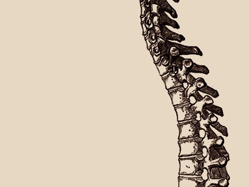 Spine posted by Christopher Mercado HD wallpaper