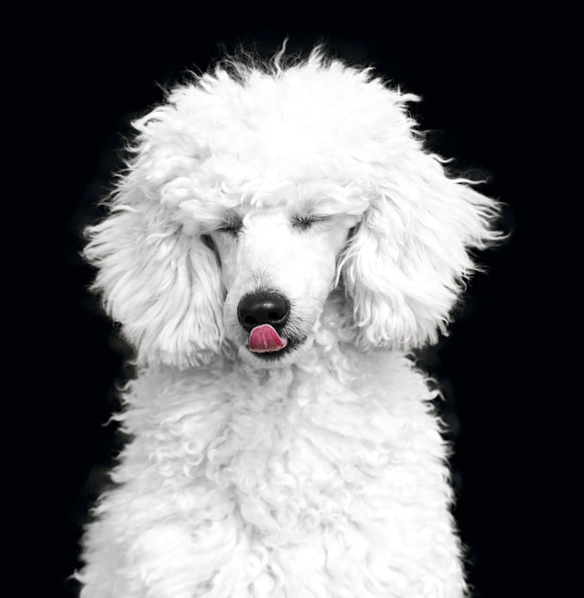 white standard poodle HD phone wallpaper