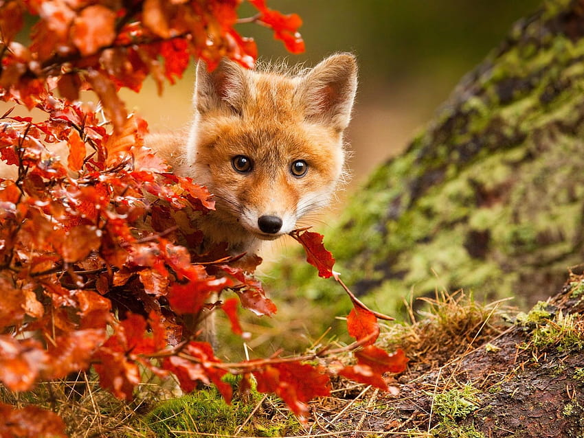 Cute fox in autumn, red leaves 1920x1440 , autumn fox HD wallpaper