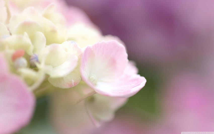 Light Pink Hydrangea Macro ❤ for Ultra HD wallpaper