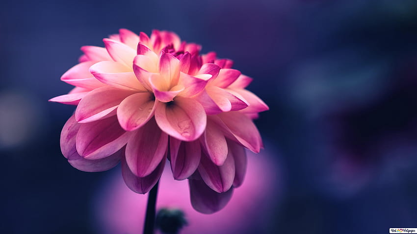 Hình nền hoa dahlia hồng mang lại sự náo nhiệt cho không gian làm việc của bạn. Trong bất kỳ không gian nào, một bông hoa đẹp và tươi mới đều tạo ra sự cảm kích về vẻ đẹp. Hãy tập trung vào công việc của mình với một hình nền hoa dahlia hồng đầy màu sắc, mang đến sự tươi mới và sức sống cho ngày làm việc.