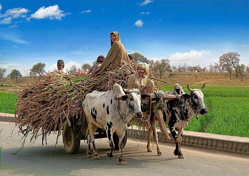 Bullock cart, Punjab Pakistan. HD wallpaper