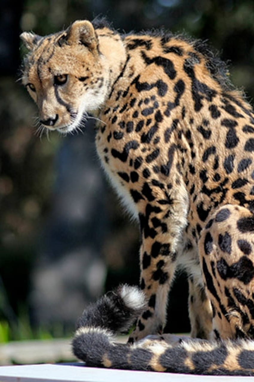 Uma maneira de esfolar um gato – os mesmos genes por trás das manchas de tabbies e king cheetahs Papel de parede de celular HD