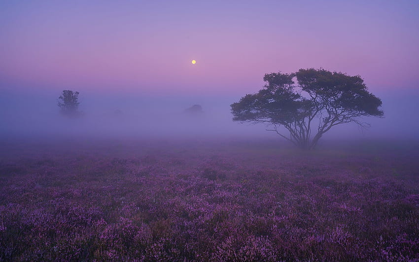 Nebelige Morgenlandschaft, Morgennebel HD-Hintergrundbild