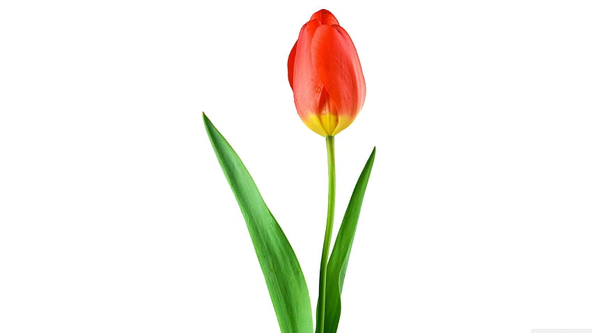 Tulipa vermelha única ❤ para Ultra TV, flor única papel de parede HD
