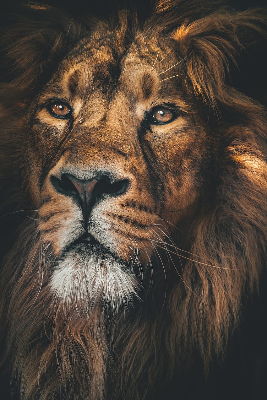 Lion : [50 HQ], lion dangereux Fond d'écran de téléphone HD