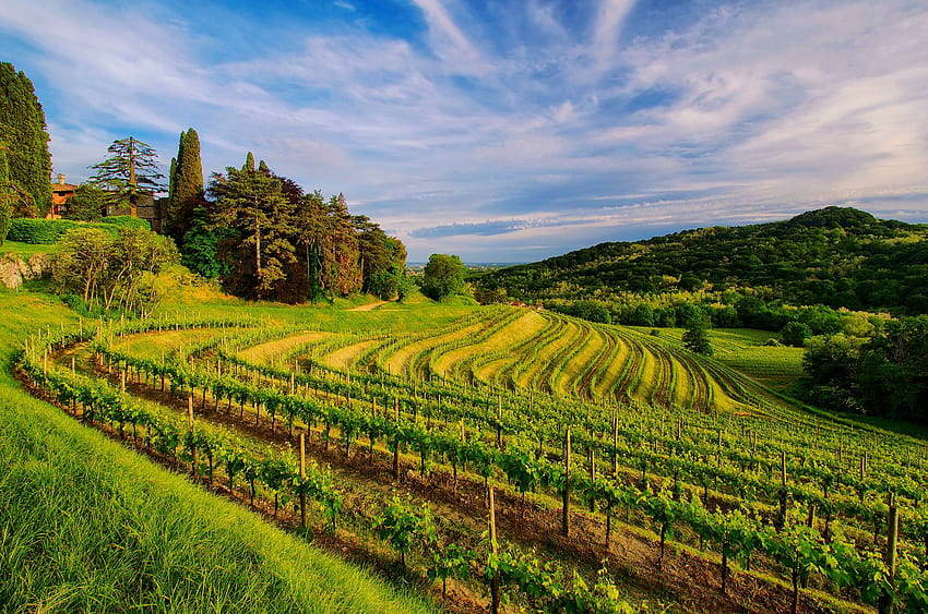 France Vineyard, winery HD wallpaper