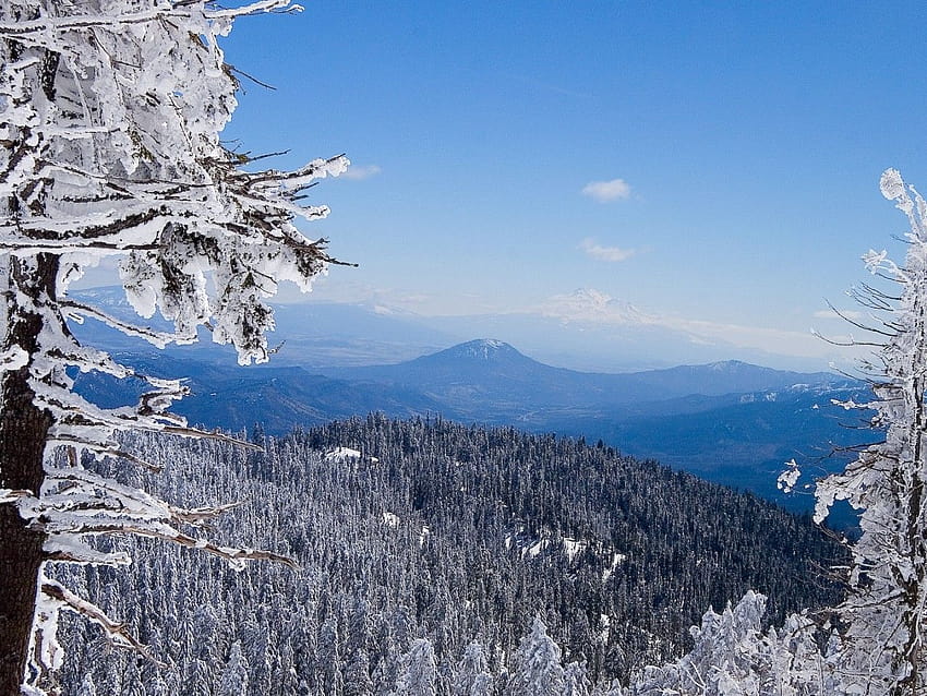 Winter forest : High Definition, High Resolution HD wallpaper