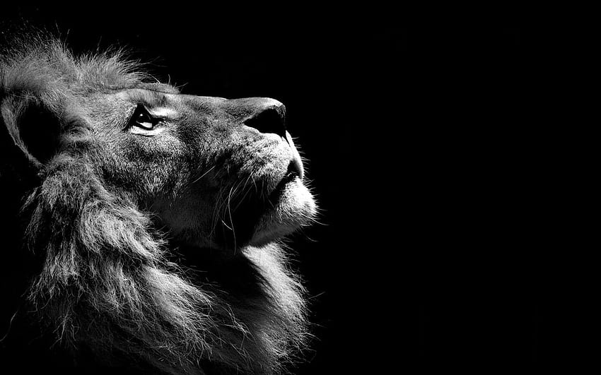 Lion Profile in Black and White Full and Backgrounds HD wallpaper