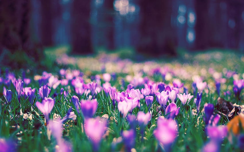 30 Spring Flowers Backgrounds, pretty spring flowers HD wallpaper
