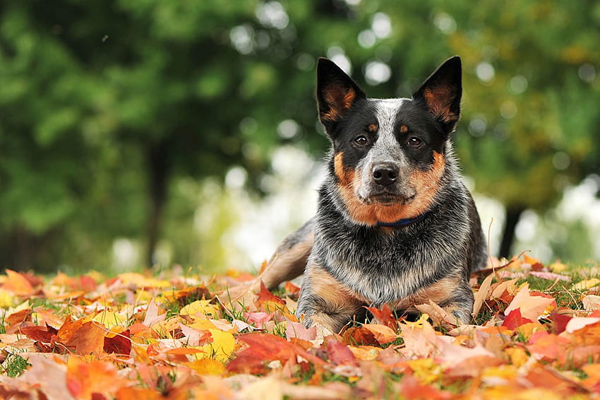 Australian Cattle dog Leaf ...1zoom HD wallpaper | Pxfuel