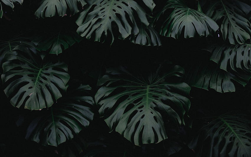 plantes vertes Fond d'écran HD