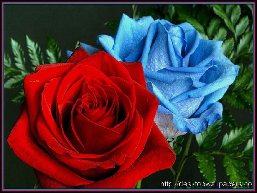 4 Blue Rose, blue and red rose HD wallpaper