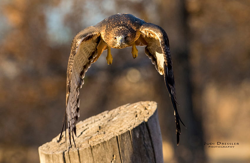 Incoming! Flying Red, red tailed hawk HD wallpaper