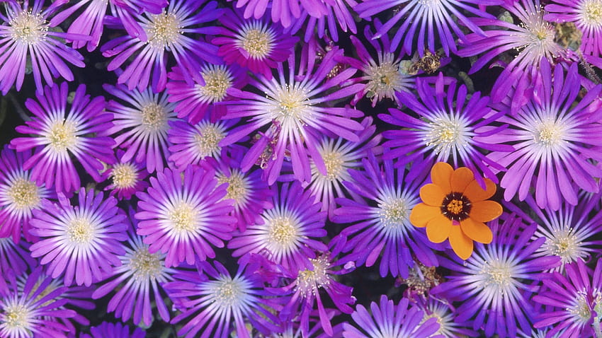 : colorful, flowers, petals, bright, flower, flora, petal, wildflower, botany, land plant, flowering plant, close up, annual plant, macro graphy, ice plant family, daisy family, chrysanths, aster, dorotheanthus bellidiformis 1920x1080, colorful flower petals HD wallpaper