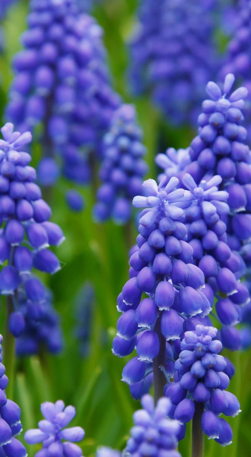 Hyacinth Muscari Grape Flowers Bed Bloom Blossom Blue, purple hyacinth field spring HD phone wallpaper