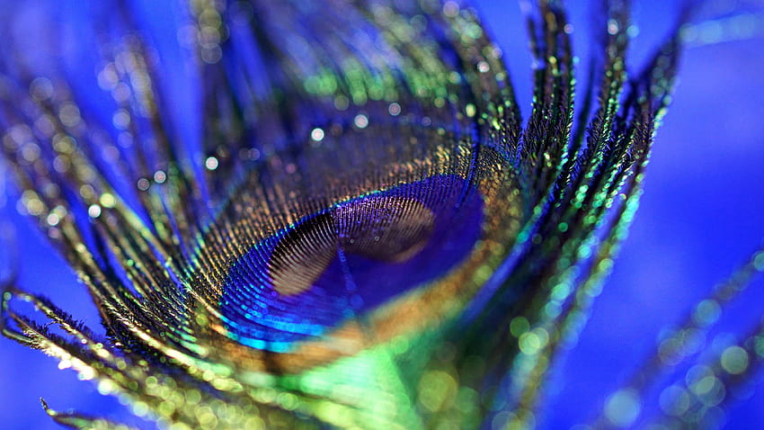 3840x2160 peacock, plumage, feather, colorful, close up, bokeh , u , 16:9 , 3840x2160 , background, 1837, peacock feather HD wallpaper