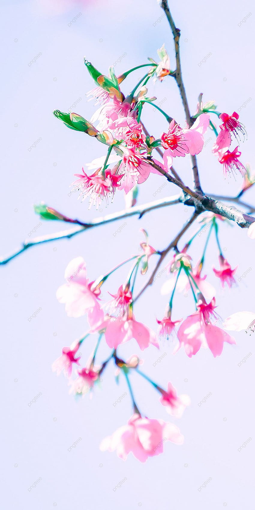 Green Tree Pink Flowers Cherry Blossom Mobile , Background, Decorative Shading, Cute Backgrounds for, pink spring flower mobile HD phone wallpaper