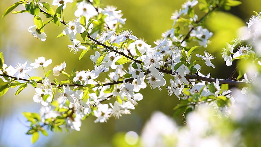 Schöner sonniger Frühling friedliche Naturhintergründe Stock Footage, sonnige Frühlingsnatur HD-Hintergrundbild