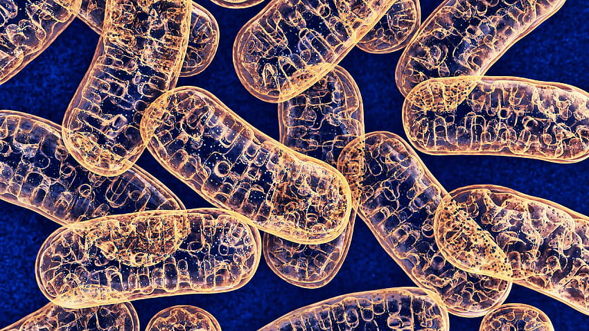 Mitochondria U HD wallpaper