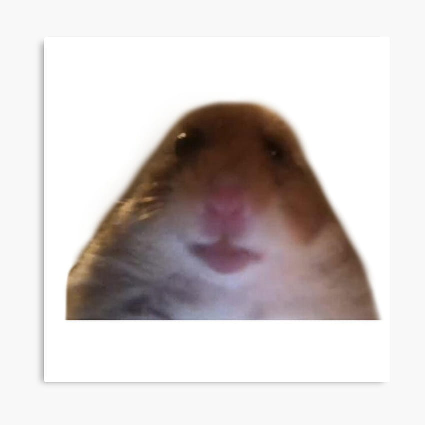 Hamster Staring Meme, mèmes de hamster Fond d'écran de téléphone HD
