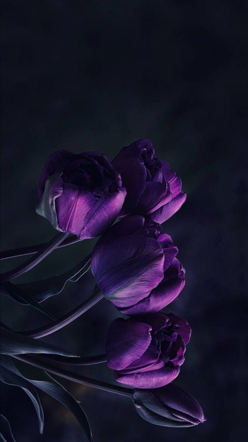 Tulipanes de georgekev, tulipán morado oscuro iphone fondo de pantalla del teléfono