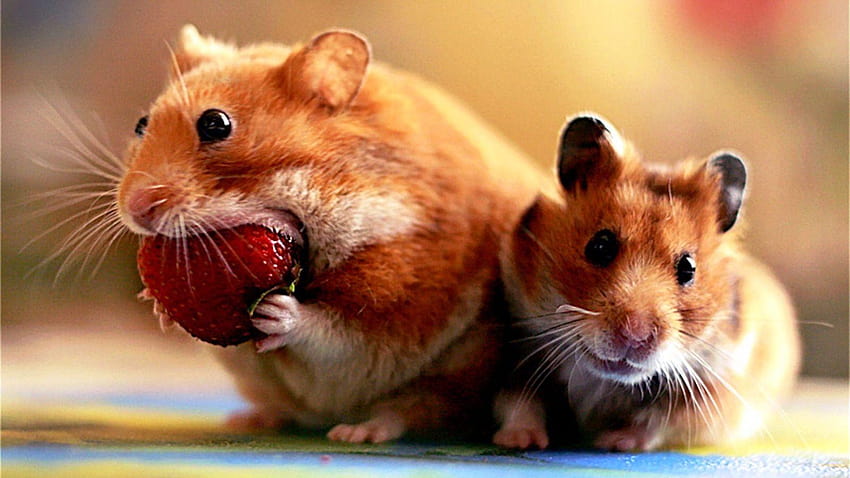 Naturaleza, hamsters fondo de pantalla | Pxfuel