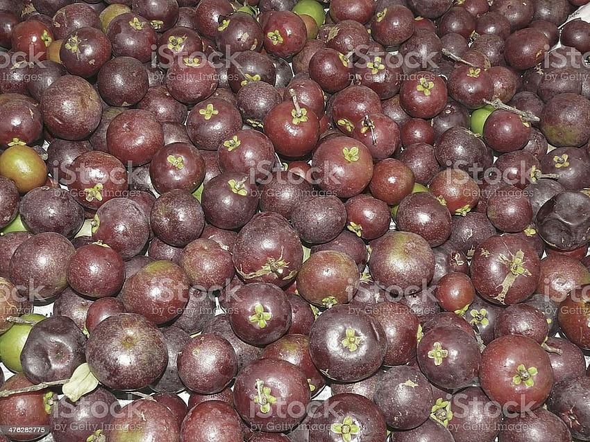 Kokam Fruits Garcinia Indica Stock HD wallpaper